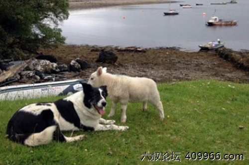 2025年第060期幽默猜测：羊的午睡