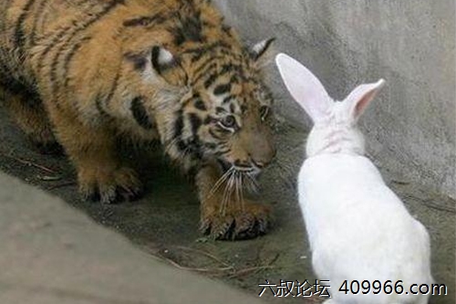 2025年第061期幽默猜测：草丛惊魂记