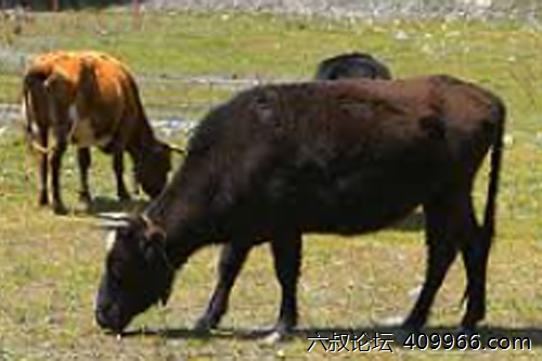 2025年第063期幽默猜测：牛马比赛日