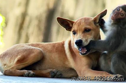 2025年第069期幽默猜测：谁更聪明