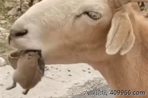 2025年第070期幽默猜测：温柔的力量
