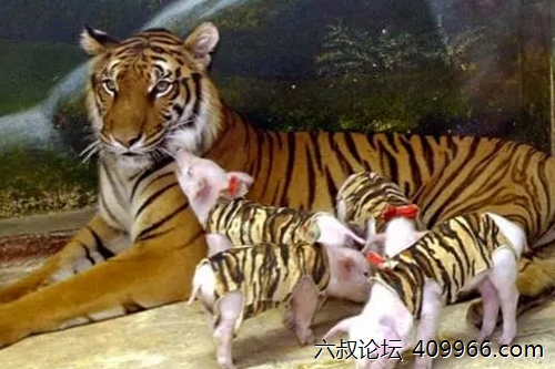 2025年第086期幽默猜测：森林餐桌的惊喜