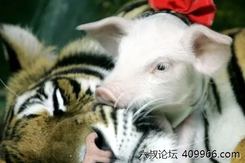 2025年第104期幽默猜测：依靠的勇气