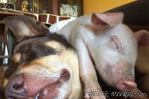 2025年第110期幽默猜测：凶猛的盟友