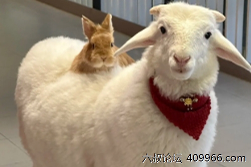 2025年第114期幽默猜测：月下的温柔