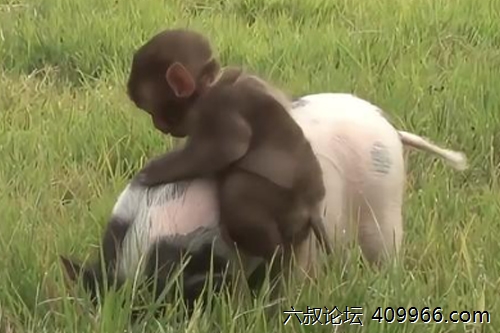 2025年第121期幽默猜测：温柔的午后