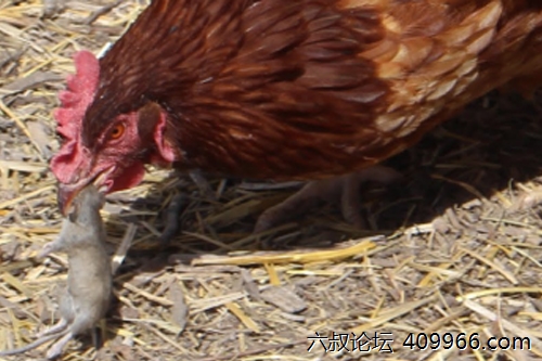 2025年第122期幽默猜测：院子的审判