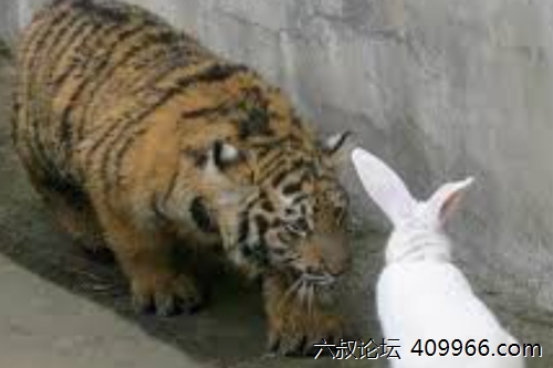 2025年第125期幽默猜测：凶兔教训虎